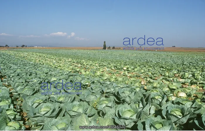 : CABBAGE FIELD : CABBAGE FIELD