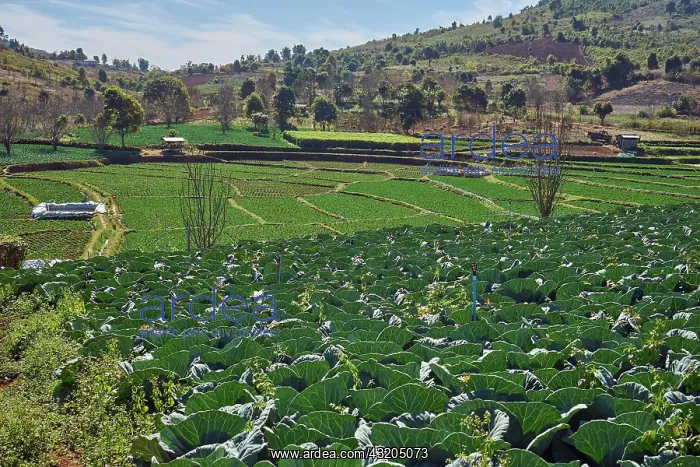 : Cabbage field, irrigation system, vegetable growing : Cabbage field, irrigation system, vegetable growing