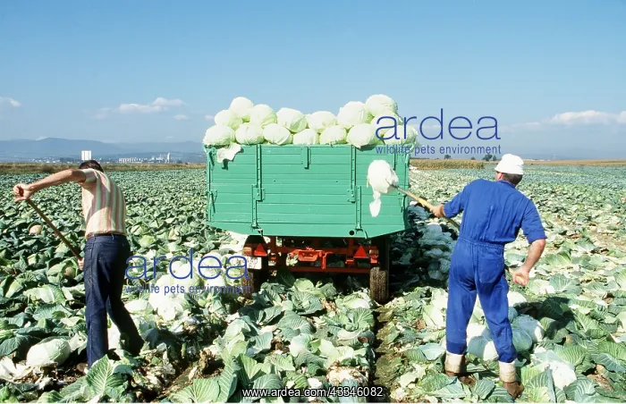 : CABBAGE Harvest : CABBAGE Harvest