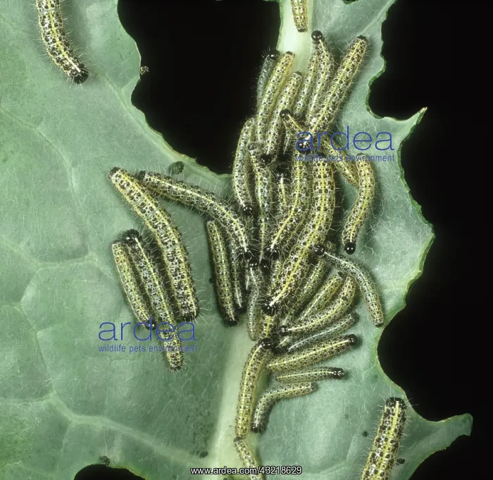 : Cabbage or Large white caterpillars : Cabbage or Large white caterpillars