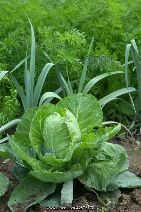 : Cabbage with leeks & carrots growing behind - in : Cabbage with leeks & carrots growing behind - in