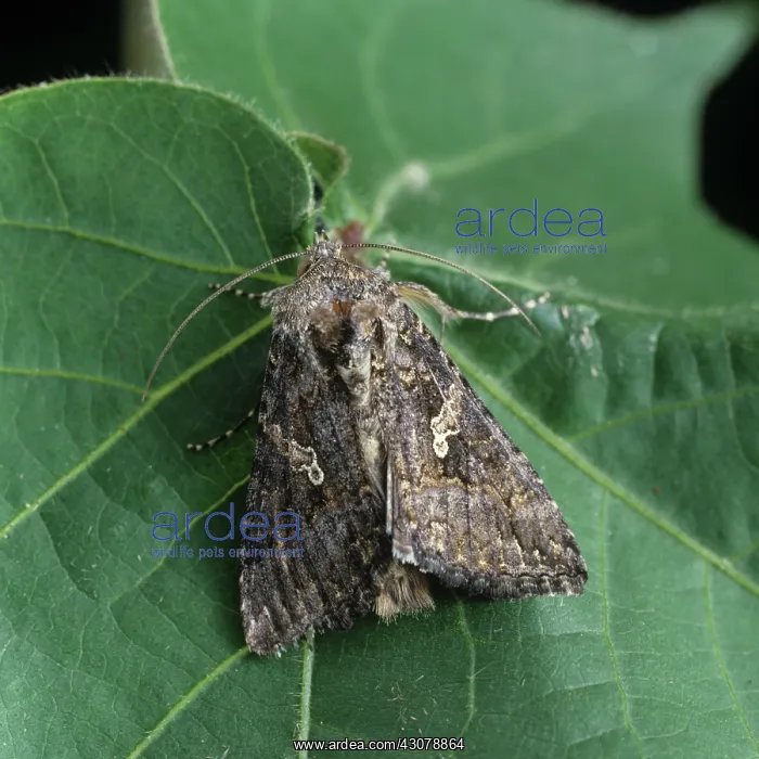 : Cabbage looper moth : Cabbage looper moth