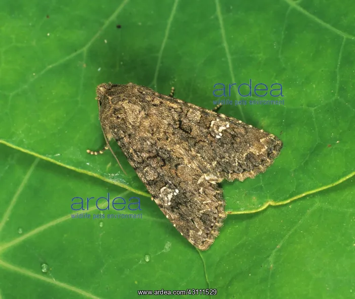: Cabbage moth : Cabbage moth