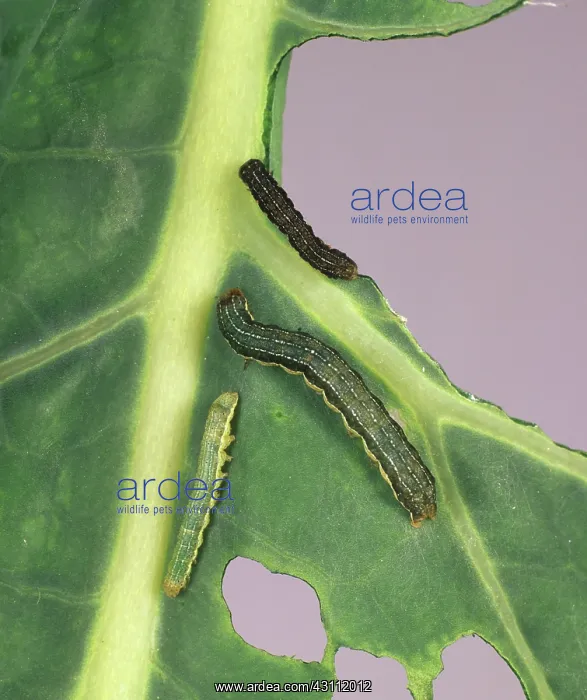 : Cabbage moth caterpillars : Cabbage moth caterpillars