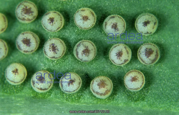 : Cabbage moth eggs : Cabbage moth eggs