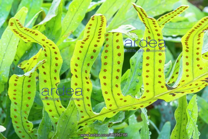  : Cabbage Palm Fern, Phlebodium aureum Glaucum, leaves