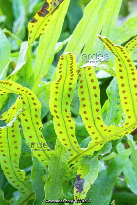  : Cabbage Palm Fern, Phlebodium aureum Glaucum, leaves
