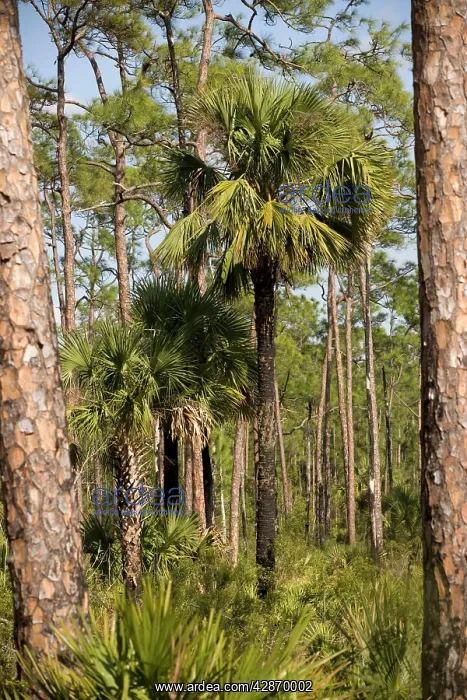 : Cabbage Palm in slash pine (Pinus elliottii) woodland : Cabbage Palm in slash pine (Pinus elliottii) woodland