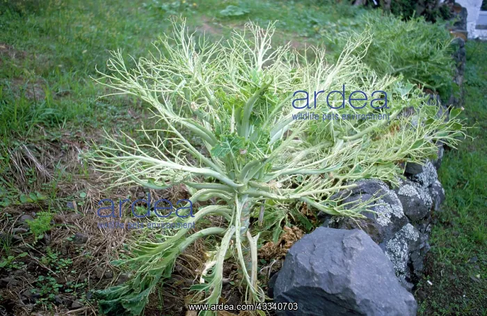 : Cabbage Plant stripped of leaves by CABBAGE WHITE : Cabbage Plant stripped of leaves by CABBAGE WHITE