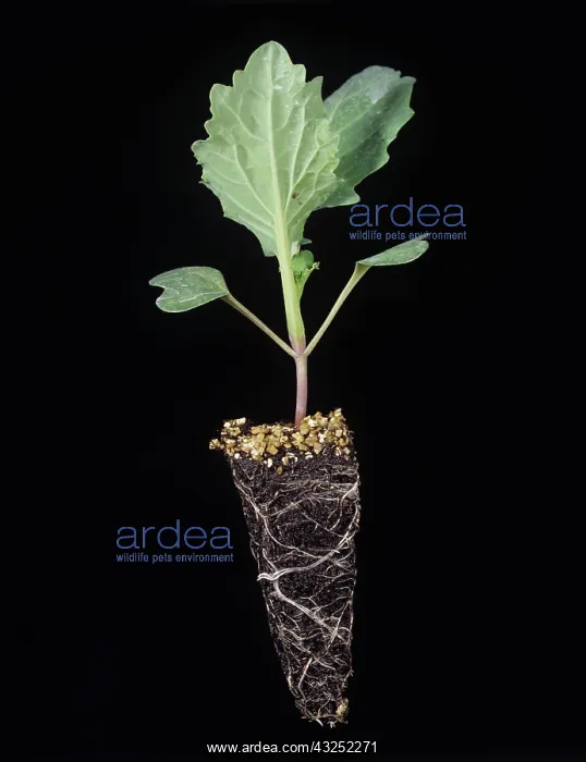 : Cabbage plug-plant : Cabbage plug-plant