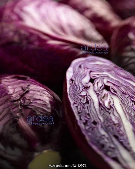 : Cabbage, Red cabbage, Brassica oleracea capitata : Cabbage, Red cabbage, Brassica oleracea capitata
