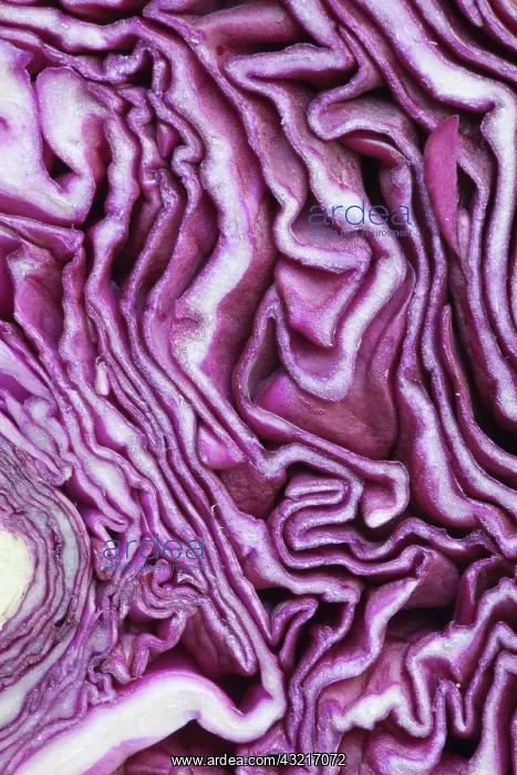  : Cabbage, Red cabbage, Brassica oleracea capitata