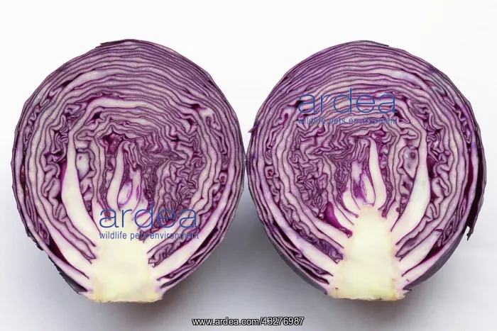 : Cabbage, Red cabbage, Brassica oleracea capitata : Cabbage, Red cabbage, Brassica oleracea capitata