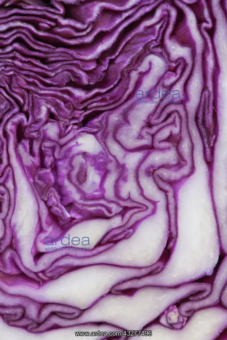 : Cabbage, Red cabbage, Brassica oleracea capitata : Cabbage, Red cabbage, Brassica oleracea capitata
