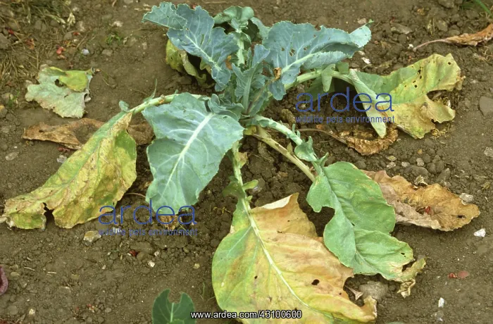 : Cabbage Root Fly damage to Cabbage : Cabbage Root Fly damage to Cabbage