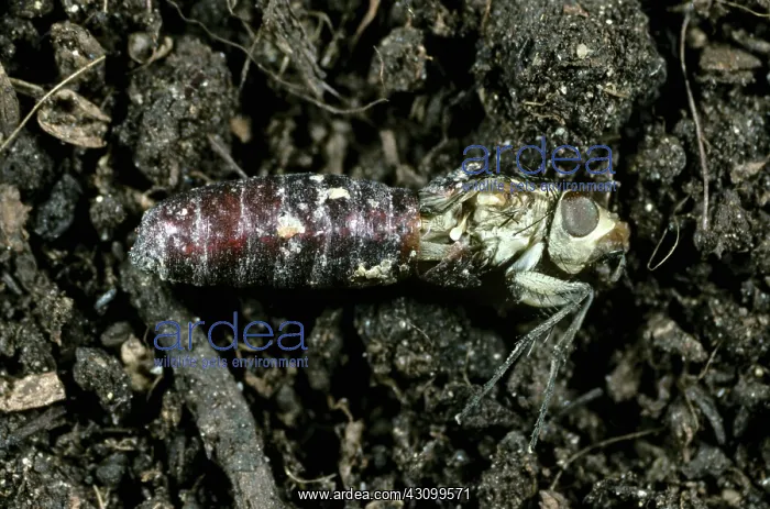 : Cabbage Root Fly (Delia radicum) emerging : Cabbage Root Fly (Delia radicum) emerging