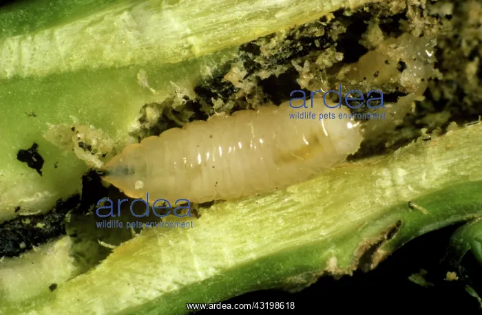  : Cabbage root fly larva