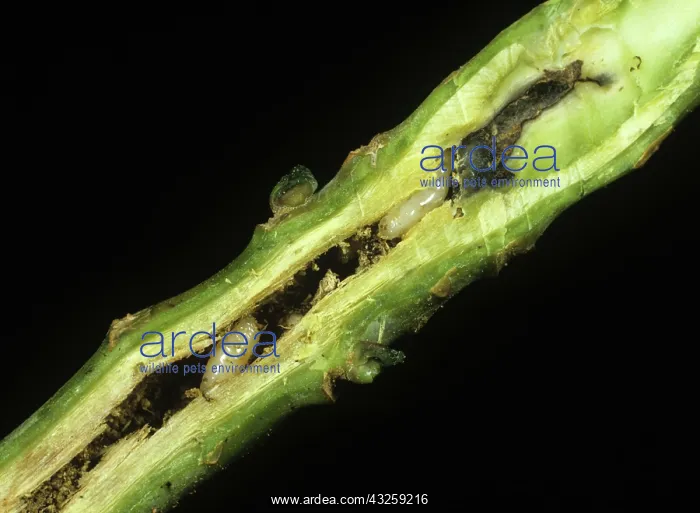 : Cabbage root fly larvae : Cabbage root fly larvae