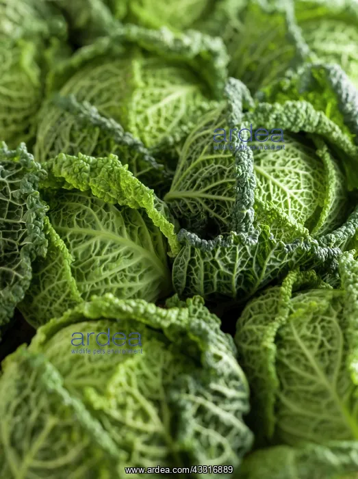 : Cabbage, Savoy cabbage, Brassica oleracea capitata : Cabbage, Savoy cabbage, Brassica oleracea capitata