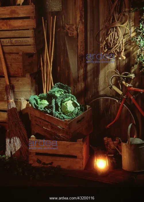 : Cabbage, Savoy cabbage, Brassica oleracea subauda : Cabbage, Savoy cabbage, Brassica oleracea subauda