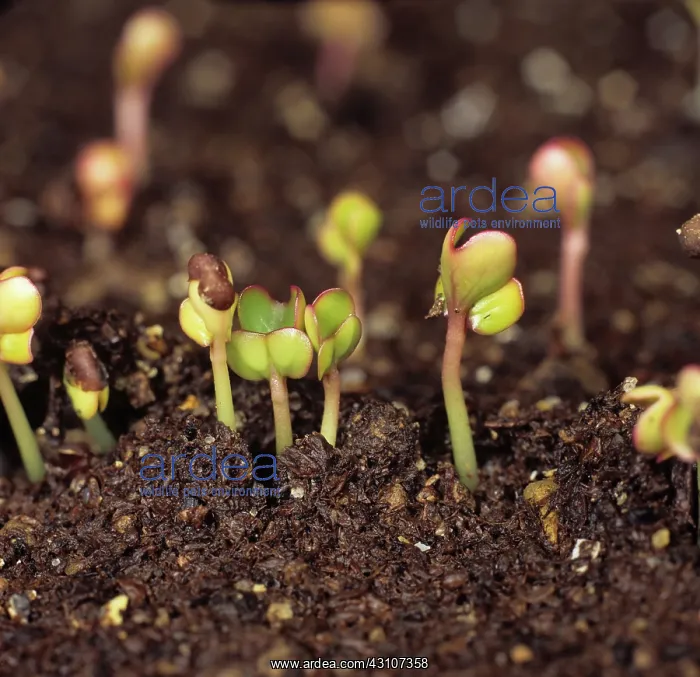  : Cabbage seedlings