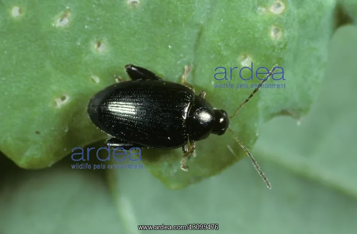 : Cabbage Stem Flea Beetle : Cabbage Stem Flea Beetle