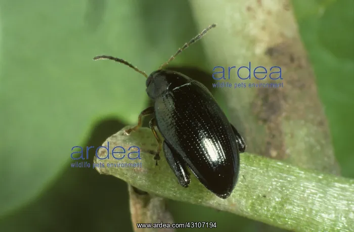 : Cabbage Stem Flea Beetle : Cabbage Stem Flea Beetle