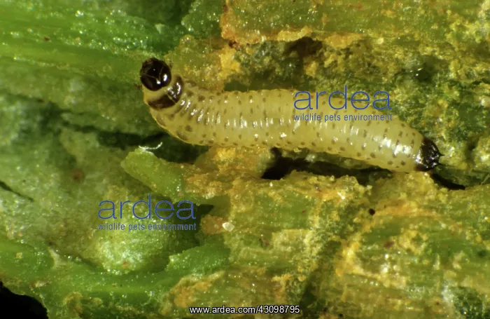  : Cabbage Stem Flea Beetle Larva