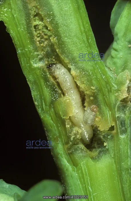  : Cabbage Stem Flea Beetle larva in Oilseed Rape