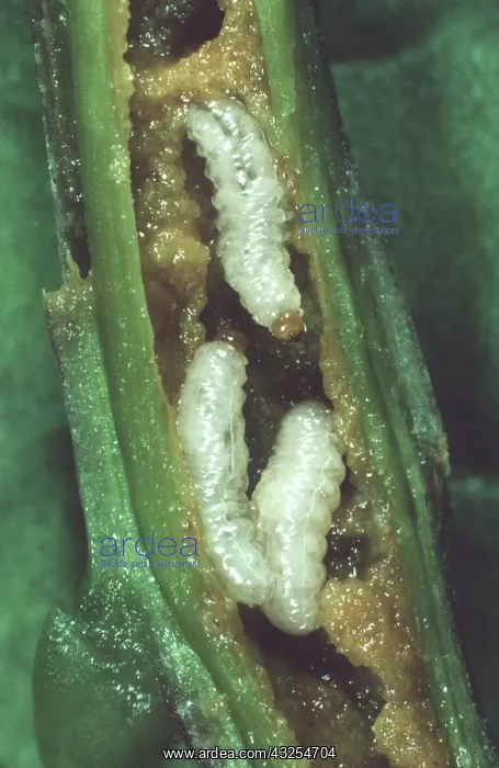 : Cabbage stem weevil in Canola : Cabbage stem weevil in Canola