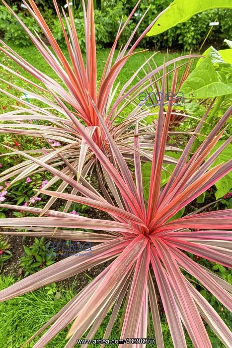 : Cabbage Tree, Cordyline australis Cherry Sensation : Cabbage Tree, Cordyline australis Cherry Sensation