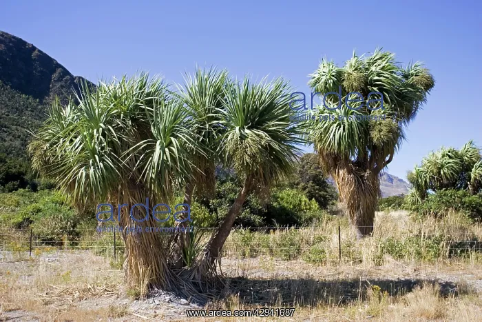 : Cabbage trees in flower by Lake Hawea : Cabbage trees in flower by Lake Hawea
