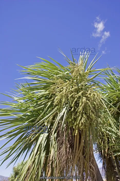 : Cabbage trees in flower by Lake Hawea : Cabbage trees in flower by Lake Hawea