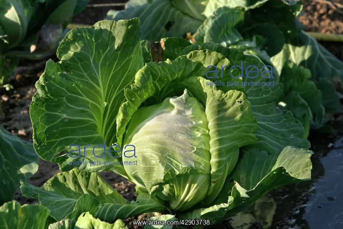 : Cabbage - in vegetable garden : Cabbage - in vegetable garden