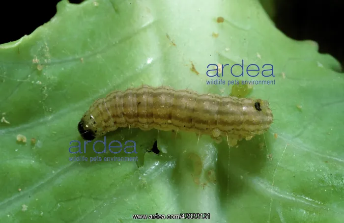 : Cabbage webworm caterpillar : Cabbage webworm caterpillar