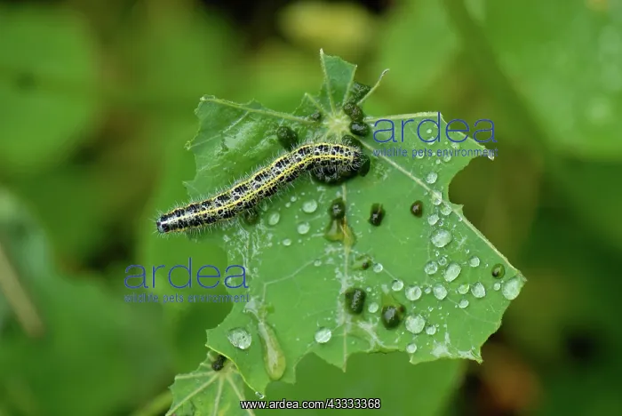 : Cabbage white butterfly caterpillar : Cabbage white butterfly caterpillar