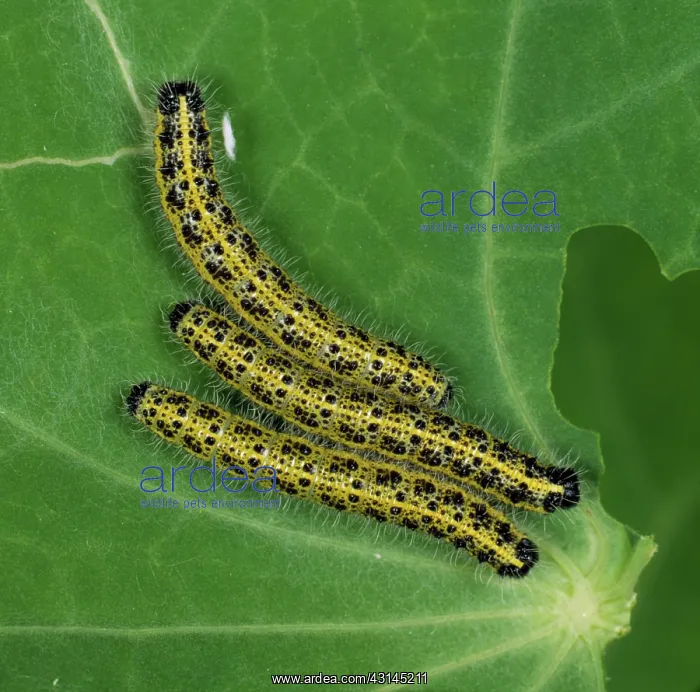: Cabbage white butterfly caterpillars : Cabbage white butterfly caterpillars