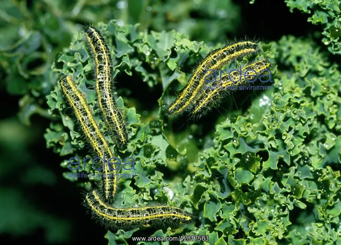: Cabbage White Butterfly - caterpillars - devouring kale : Cabbage White Butterfly - caterpillars - devouring kale