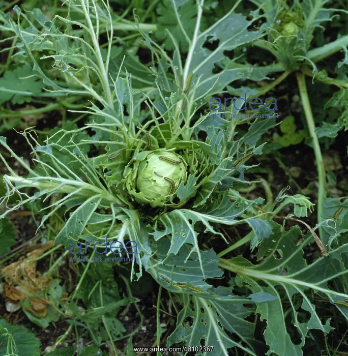 : Cabbage white butterfly damage : Cabbage white butterfly damage