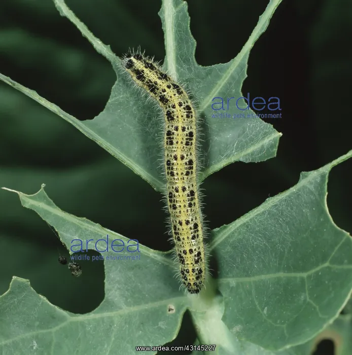 : Cabbage white caterpillar : Cabbage white caterpillar