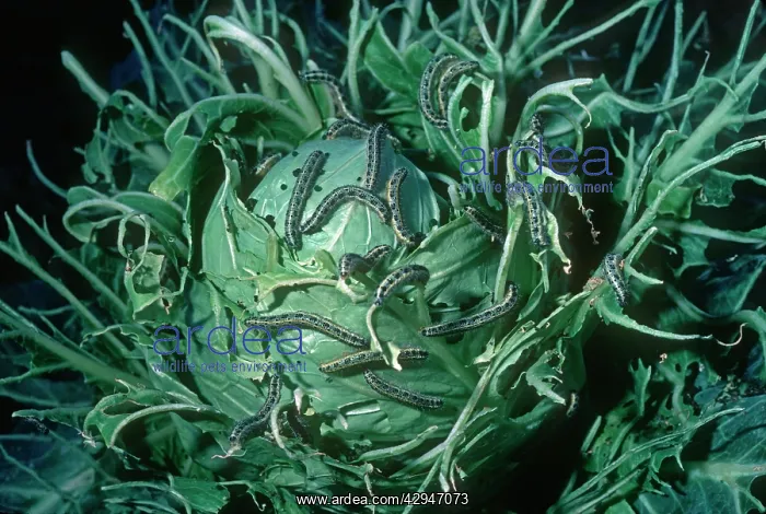 : Cabbage White Caterpillars - eating cabbage : Cabbage White Caterpillars - eating cabbage