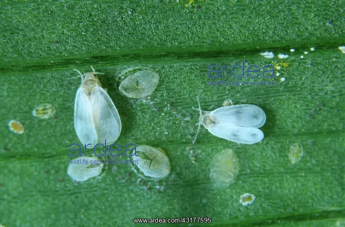 : Cabbage Whitefly : Cabbage Whitefly