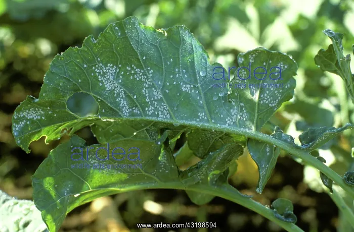 : Cabbage whitefly infestation : Cabbage whitefly infestation