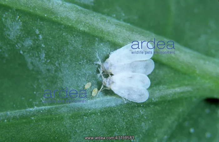 : Cabbage whitefly pair : Cabbage whitefly pair