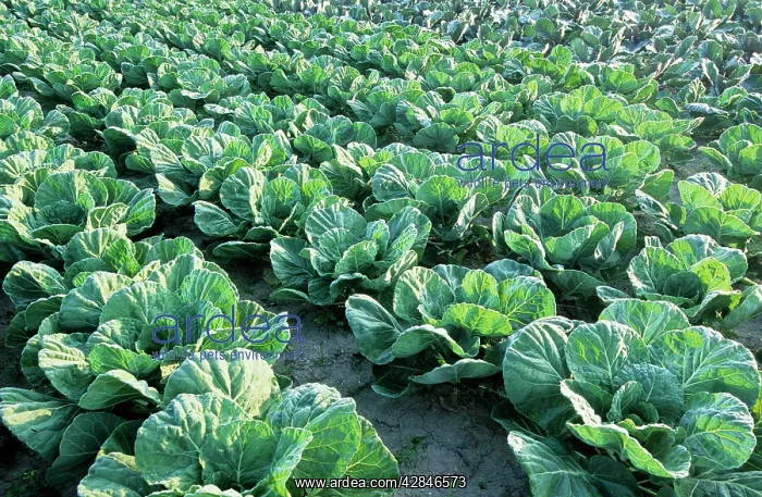  : Cabbages