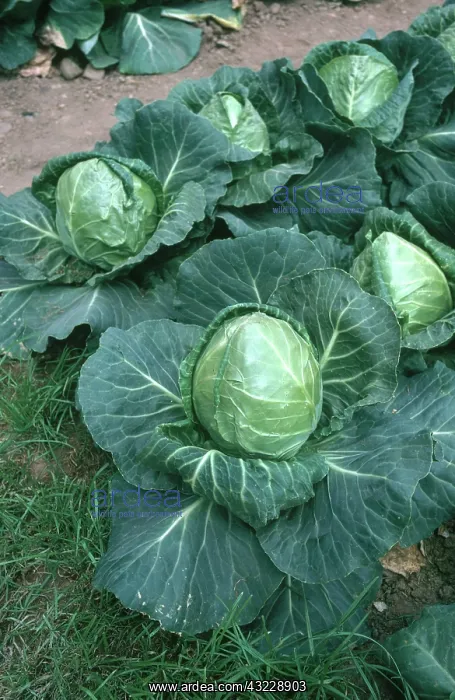 : Cabbages (Brassica oleracea var. capitata) : Cabbages (Brassica oleracea var. capitata)