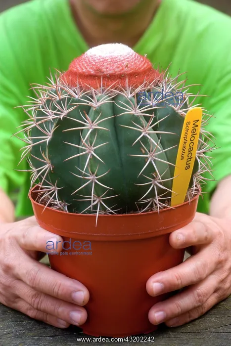 : Cabeca de Frade, Melocactus bahiensis (Br. Et Rose) : Cabeca de Frade, Melocactus bahiensis (Br. Et Rose)