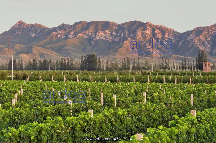 : Cabernet Sauvignon vines in 200-hectar Huailai : Cabernet Sauvignon vines in 200-hectar Huailai