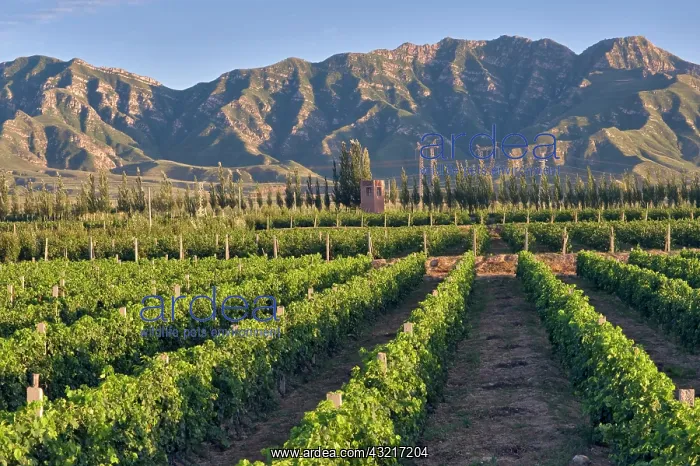 : Cabernet Sauvignon vines in Huailai Rongchen : Cabernet Sauvignon vines in Huailai Rongchen