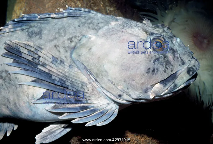 : Cabezon (Scorpaenichthys marmoratus). Alaska to Mexico : Cabezon (Scorpaenichthys marmoratus). Alaska to Mexico